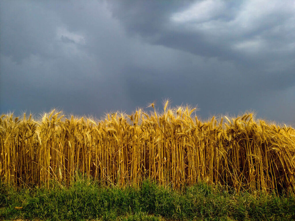 wheat crop and rainy clouds in the background showing the environmental benefits of organic farming