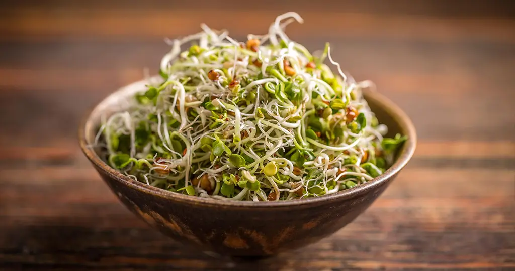 Sprouts as the best organic and healthy food choice