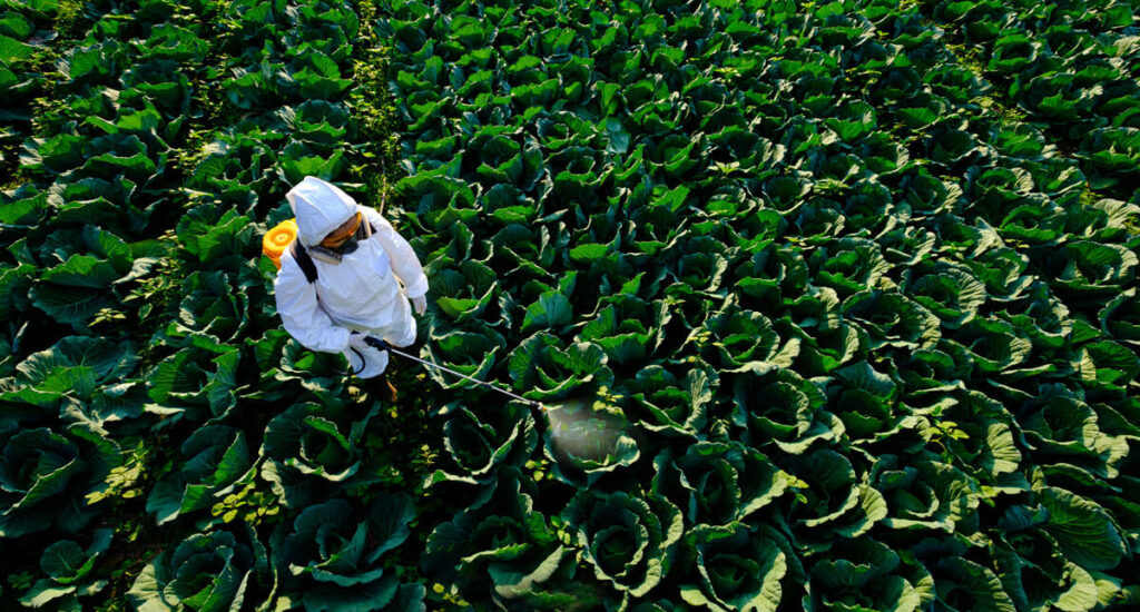 A person in the fields spraying fertilizers and pesticides on the crops doing inorganic farming