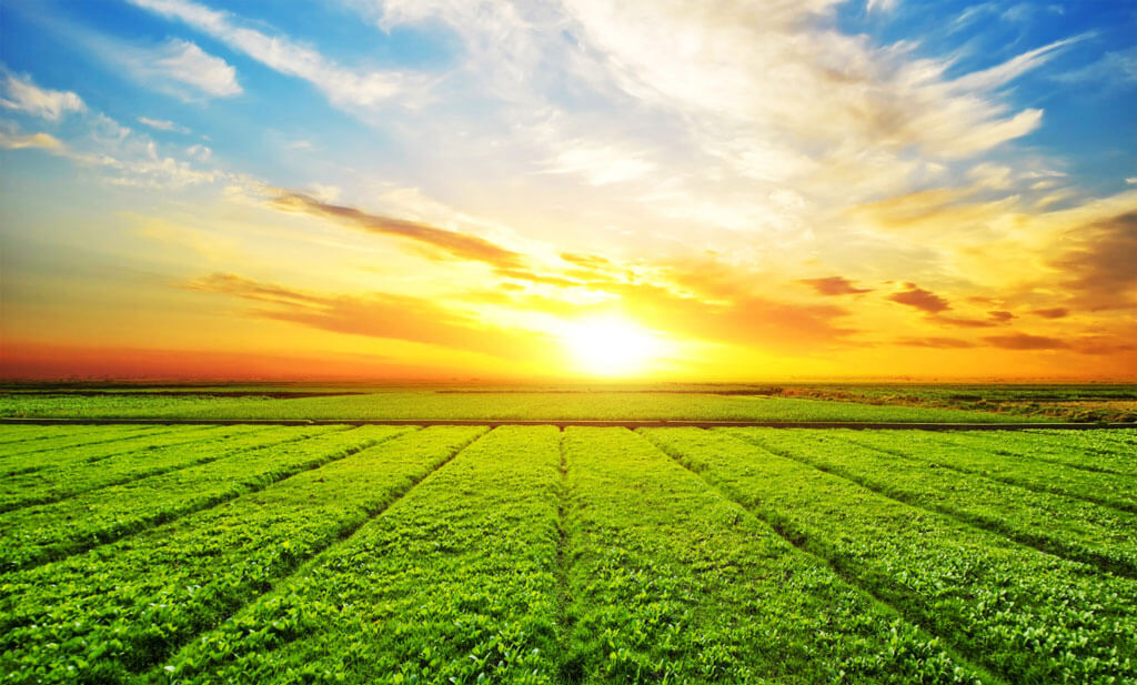 image showing the impact of organic farming on environment