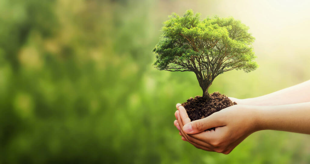a small tree in hands of a person representing the eco friendly nature of organic farming