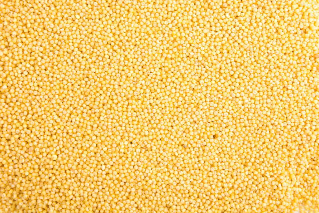 image of sorghum millet or jowar