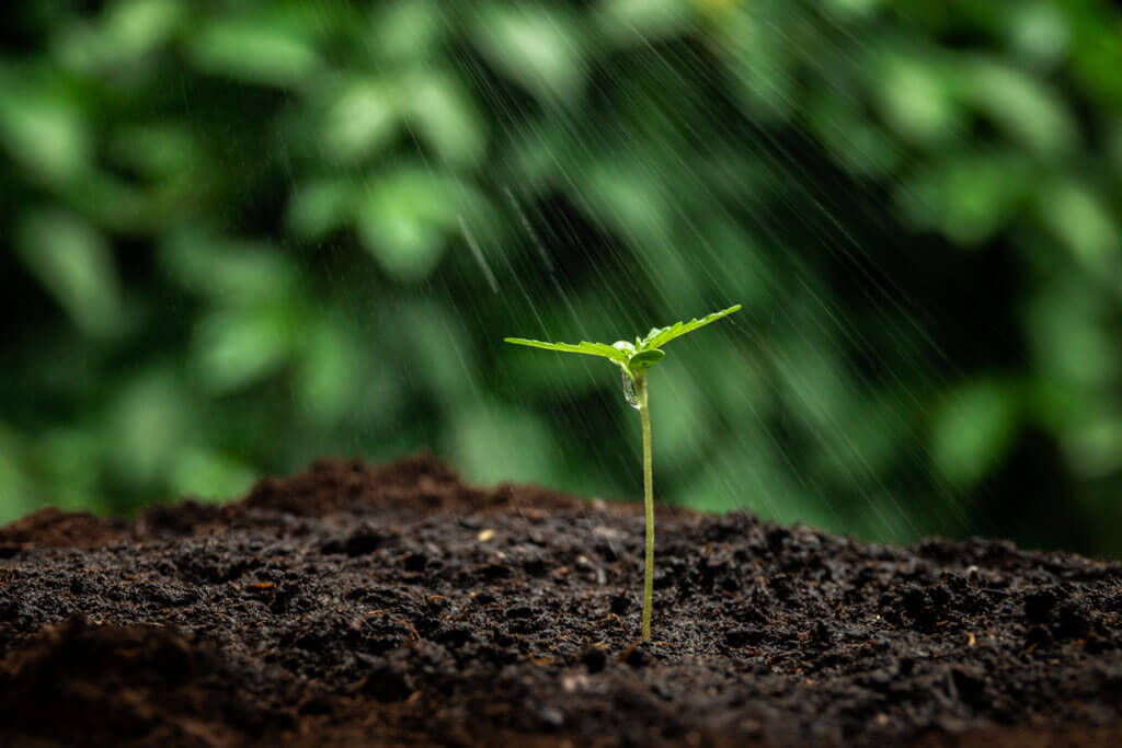 Image showing the effect of hemp on soil and water