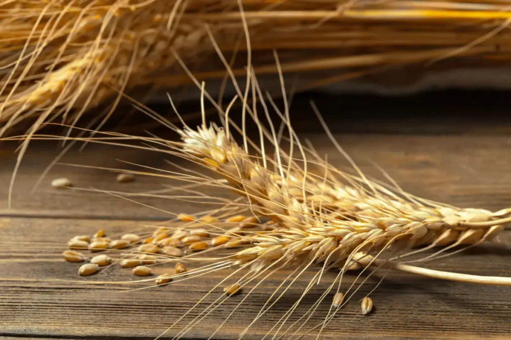 wheat-ears-wooden-table