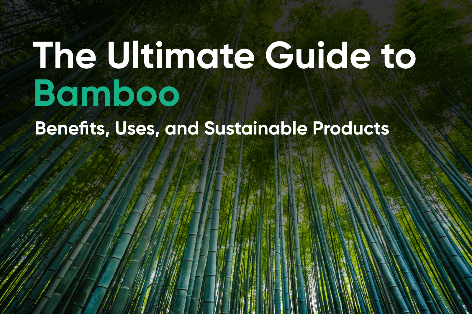 Cover image for the ultimate guide to bamboo. Read benefits, uses and sustainable products made from bamboo.