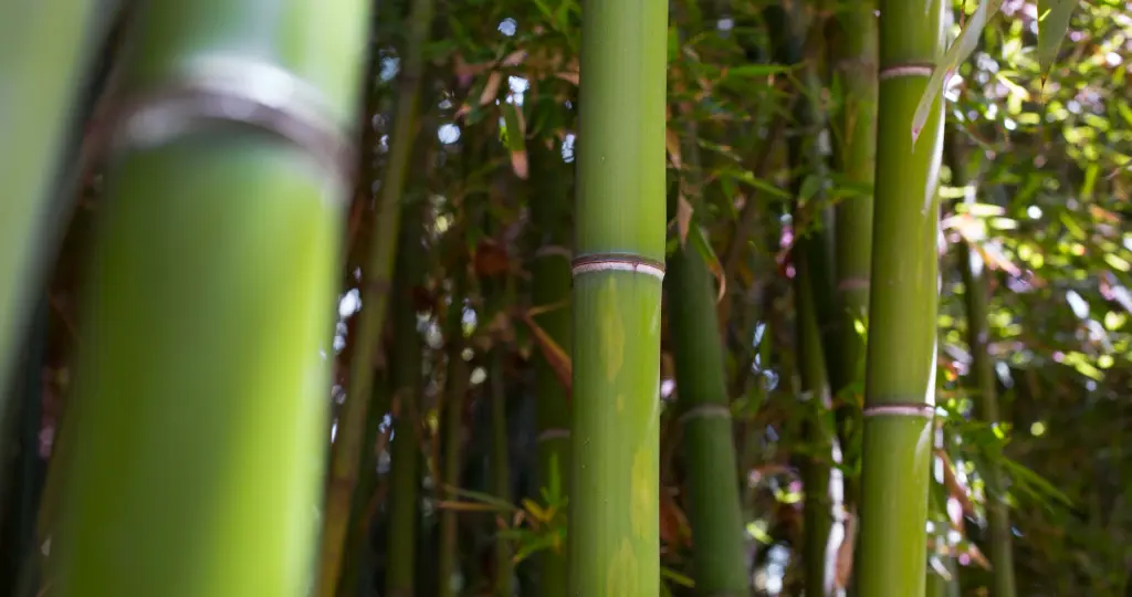 What is bamboo and how it is helping reduce the plastic waste in the world.
