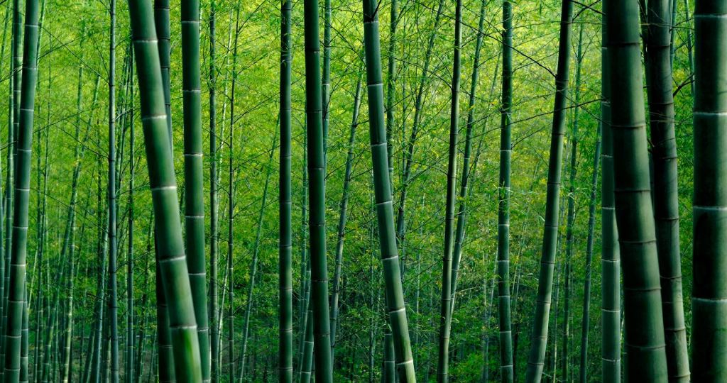 bamboo plants
